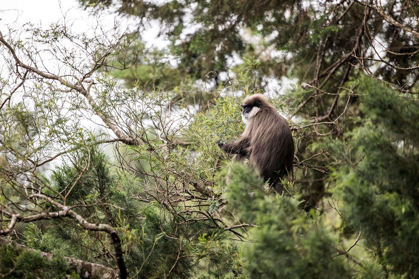 Nuwara Eliya, Sri Lanka Purple faced langur in Sri Lanka