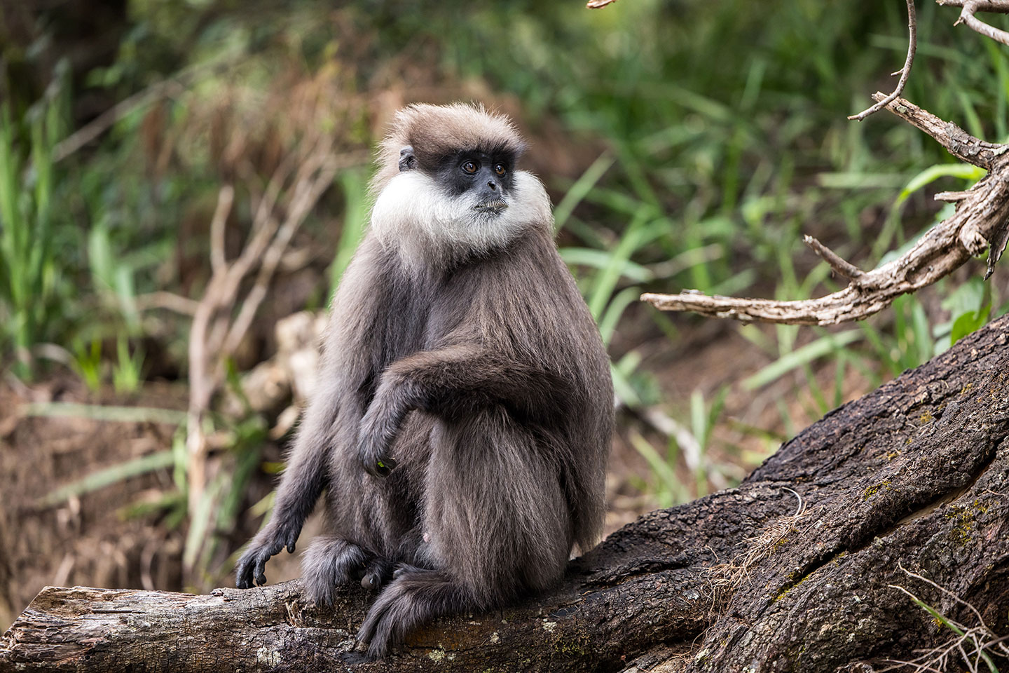 Nuwara Eliya, Sri Lanka Close-up of a purple faced langur in Sri Lanka