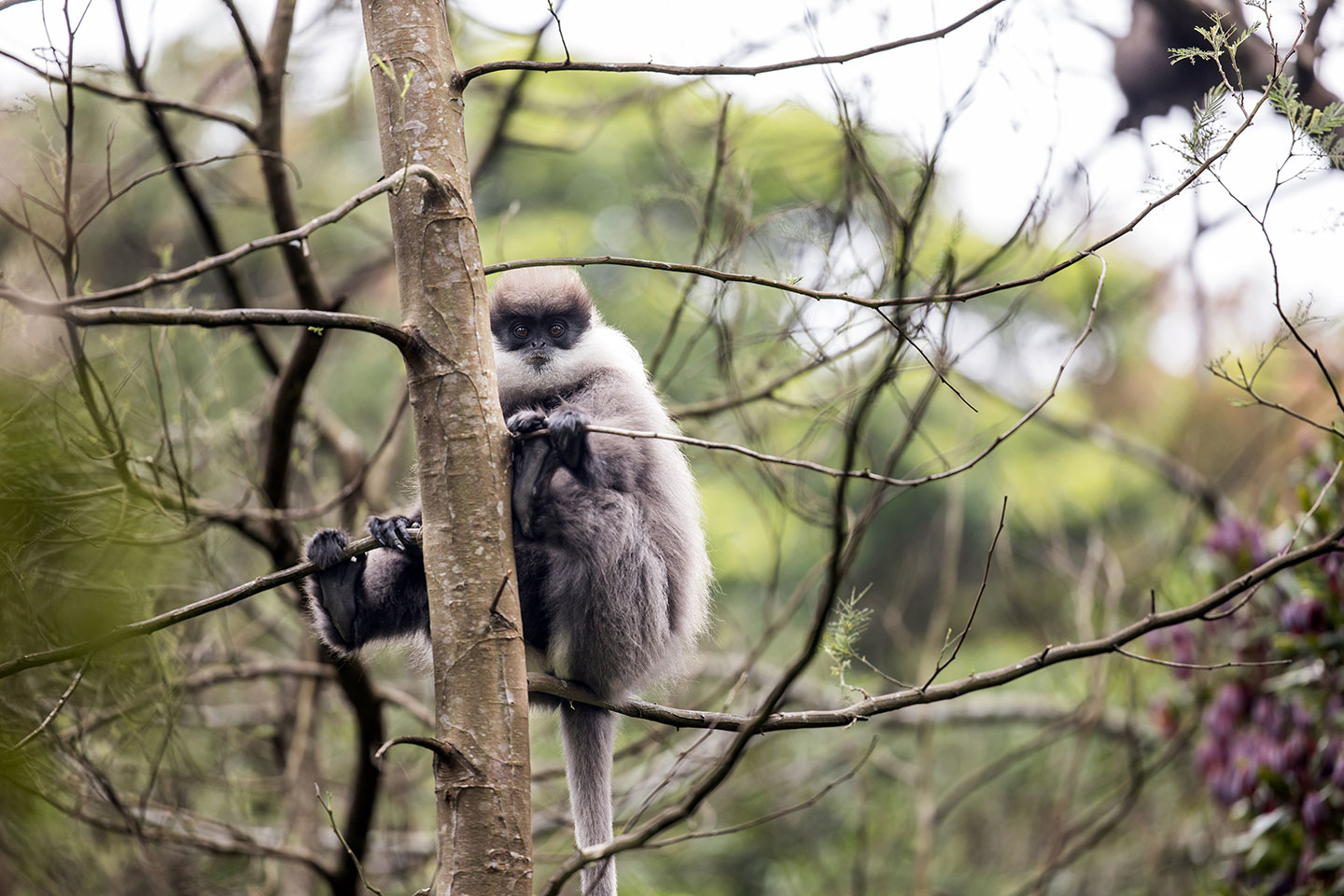 Nuwara Eliya, Sri Lanka A purple faced langur in a tree in Sri Lanka