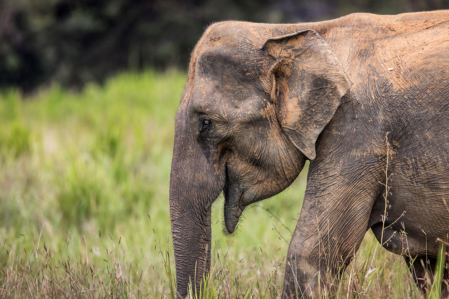 Wasgamuwa National Park, Sri Lanka Close-up of an Asian elephant in Wasgamuwa National Park, Sri Lanka