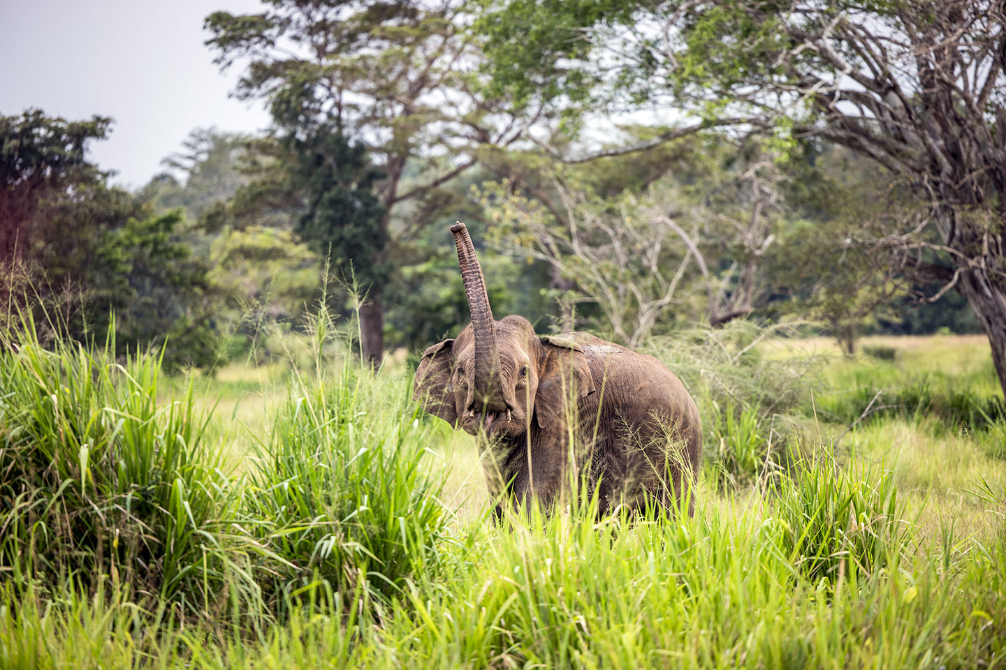 Wasgamuwa National Park, Sri Lanka Asian elephant with lifted trunk in Wasgamuwa National Park, Sri Lanka