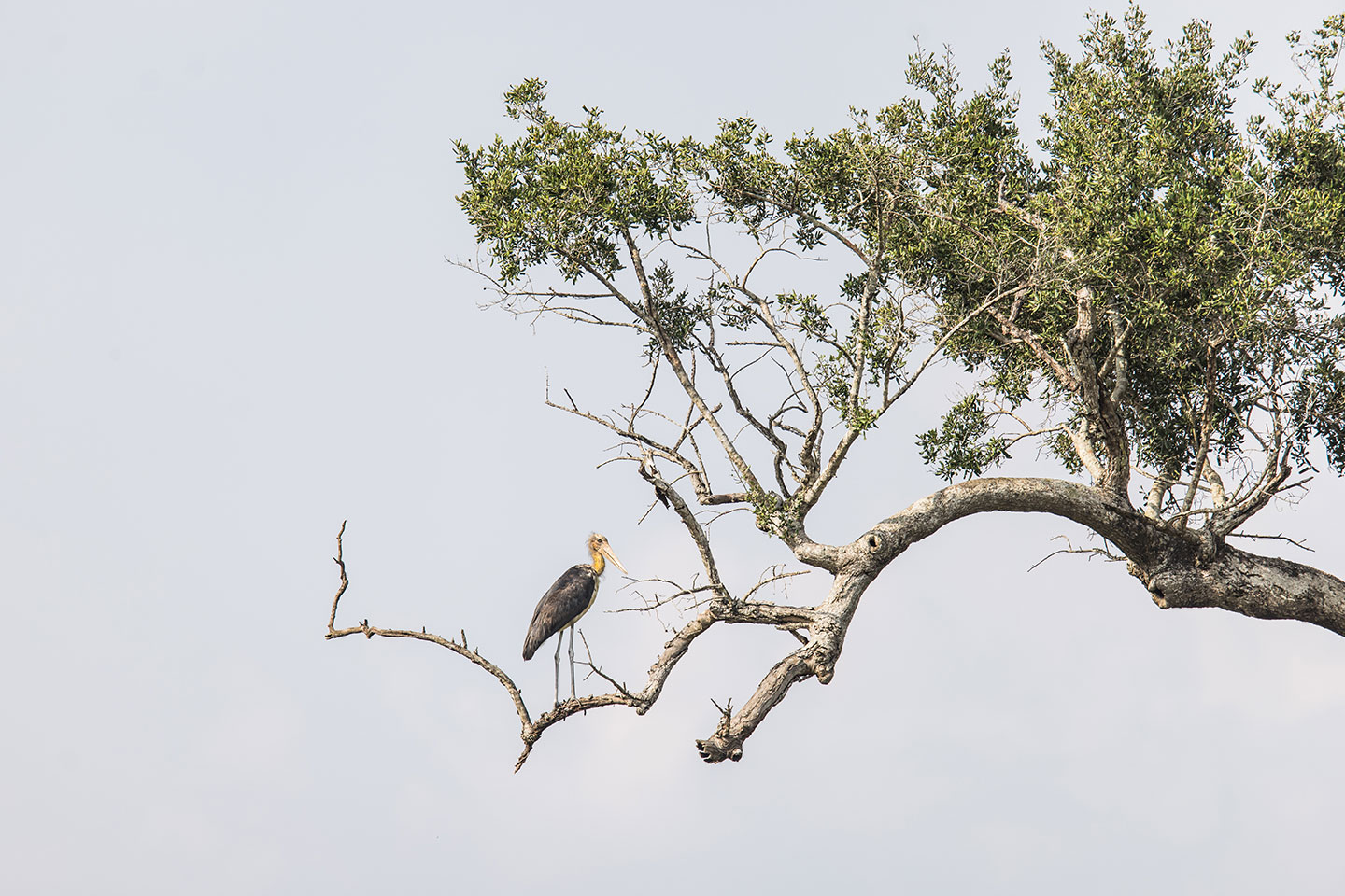 Wasgamuwa National Park, Sri Lanka Lesser adjutant in tree in Wasgamuwa National Park, Sri Lanka