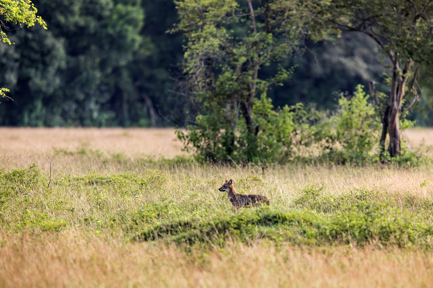 Wasgamuwa National Park, Sri Lanka Golden jackal in the grass of Wasgamuwa National Park, Sri Lanka