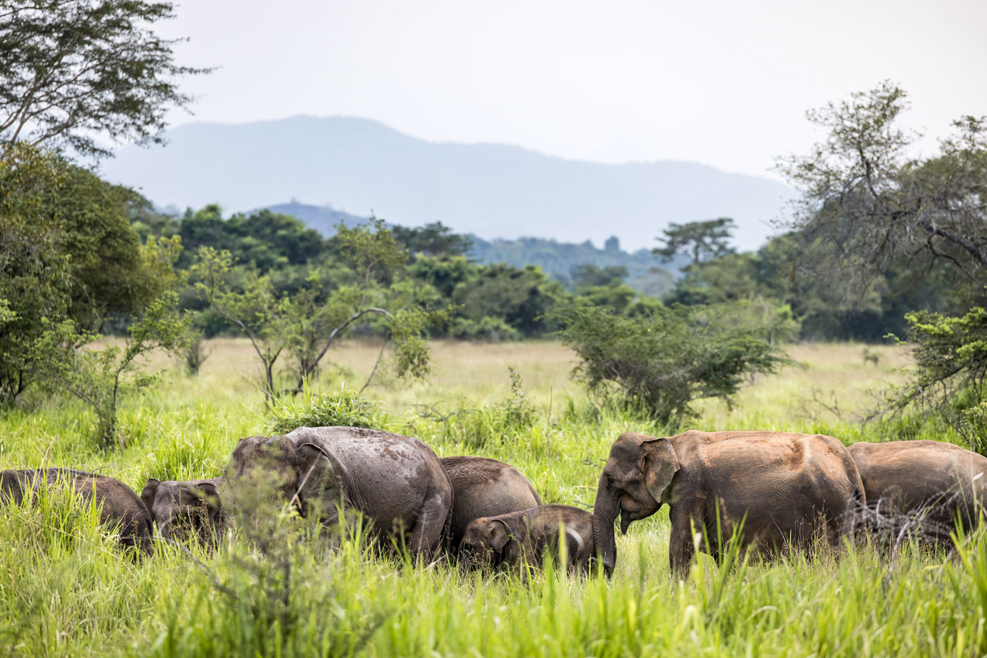 Wasgamuwa National Park, Sri Lanka Asian elephants on the move in Wasgamuwa National Park, Sri Lanka