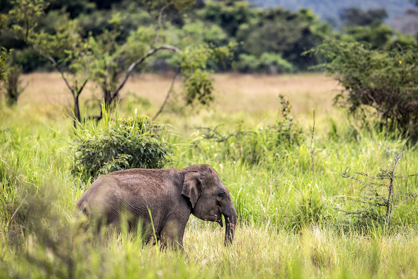 Wasgamuwa National Park, Sri Lanka Baby elephant in Wasgamuwa National Park, Sri Lanka