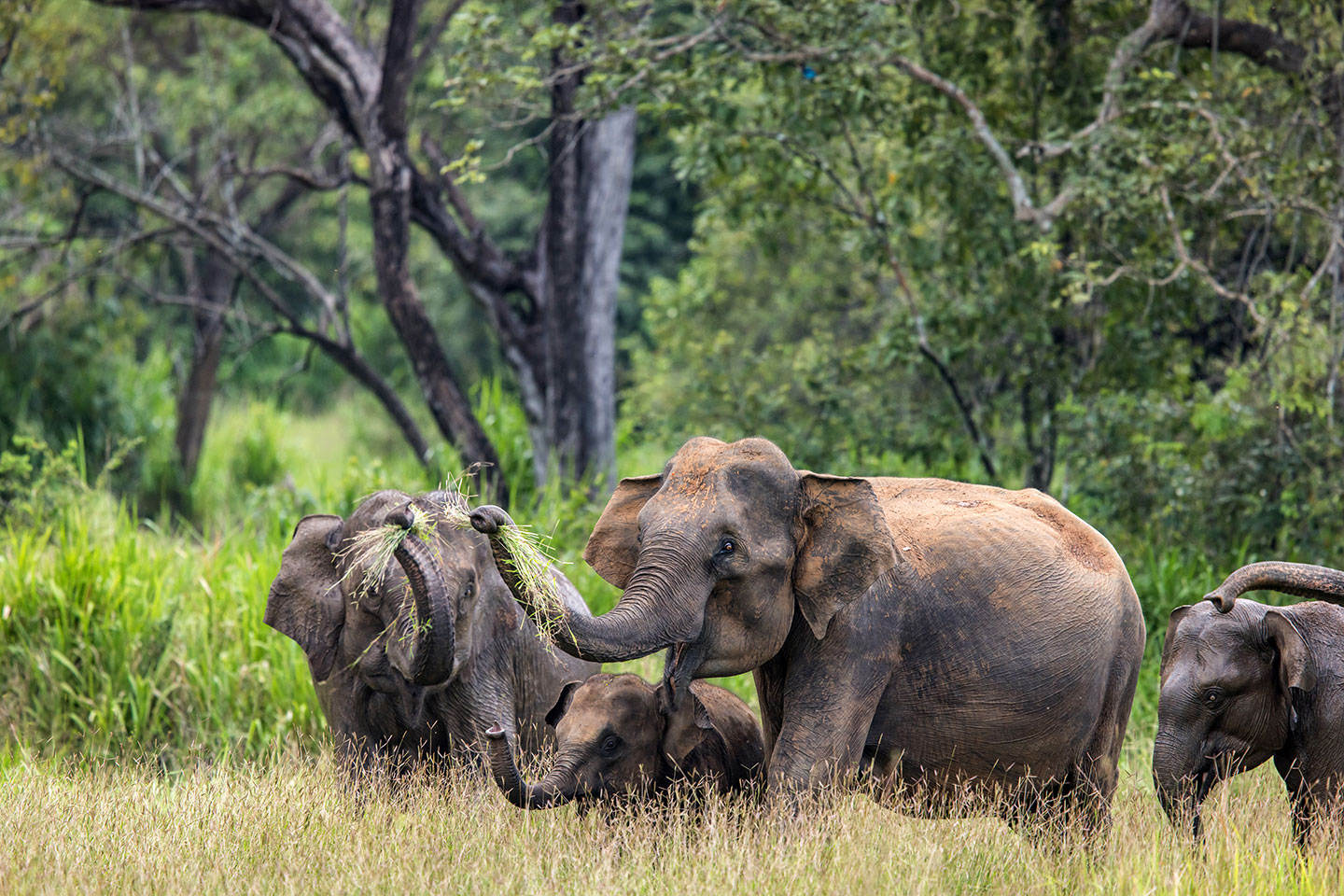 Wasgamuwa National Park, Sri Lanka Herd of elephants feeding on grass in Wasgamuwa National Park, Sri Lanka