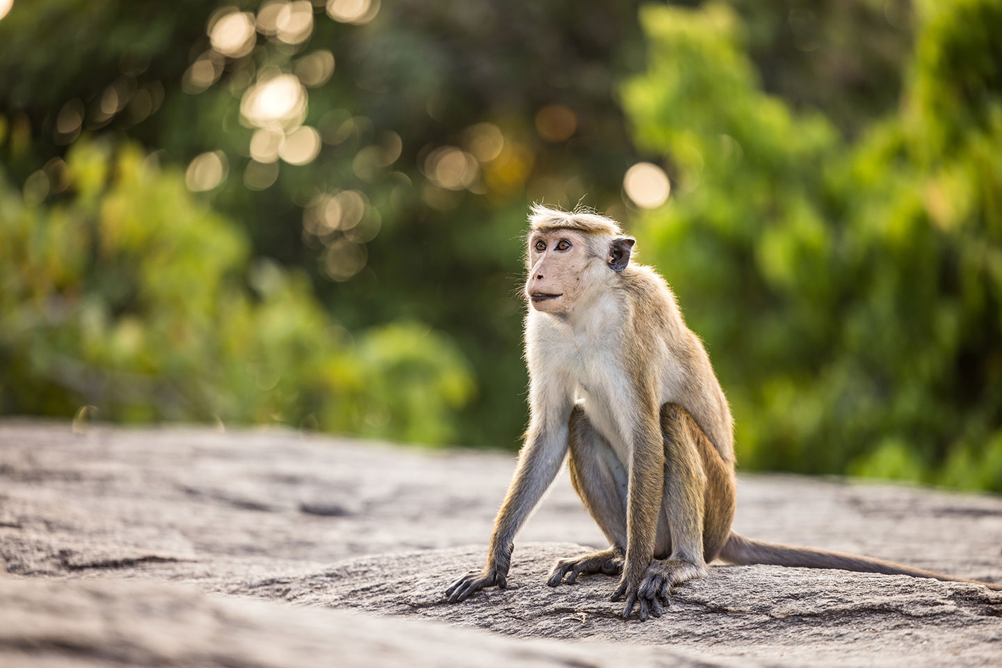 Sigiriya, Sri Lanka Toque macaque at Sigiriya, Sri Lanka