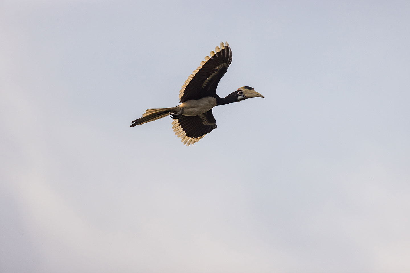 Sigiriya, Sri Lanka Hornbill flying in Sri Lanka