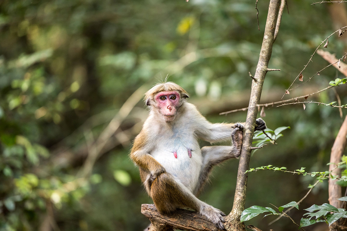Sigiriya, Sri Lanka Female toque macaque with red face in Sigiriya, Sri Lanka