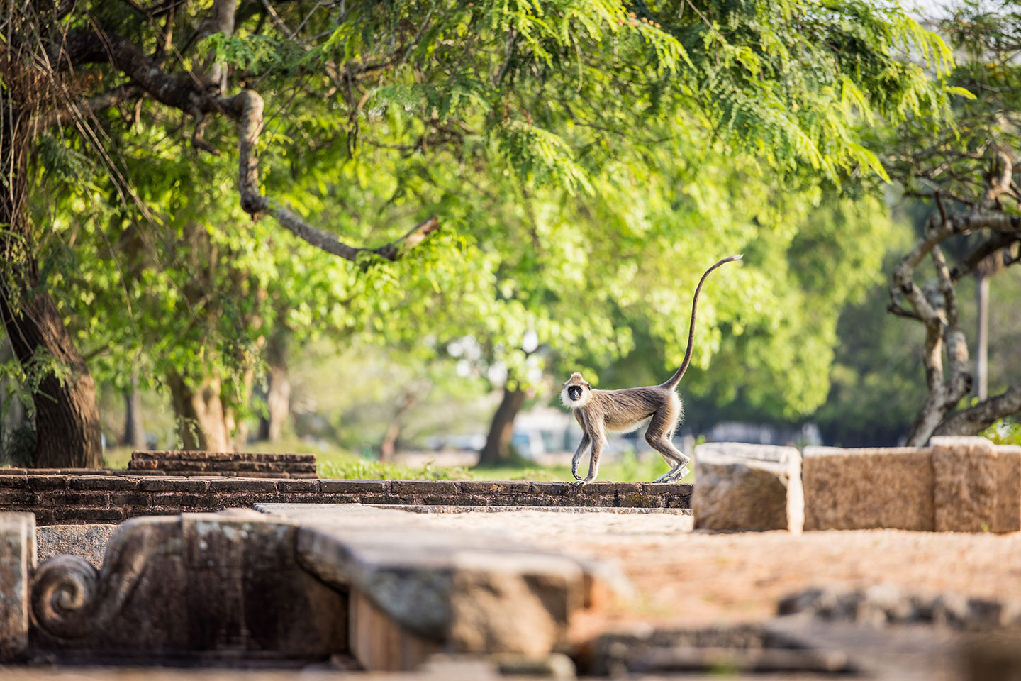 Anuradhapura, Sri Lanka Purple langur walking on a temple ruin in Anuradhapura, Sri Lanka