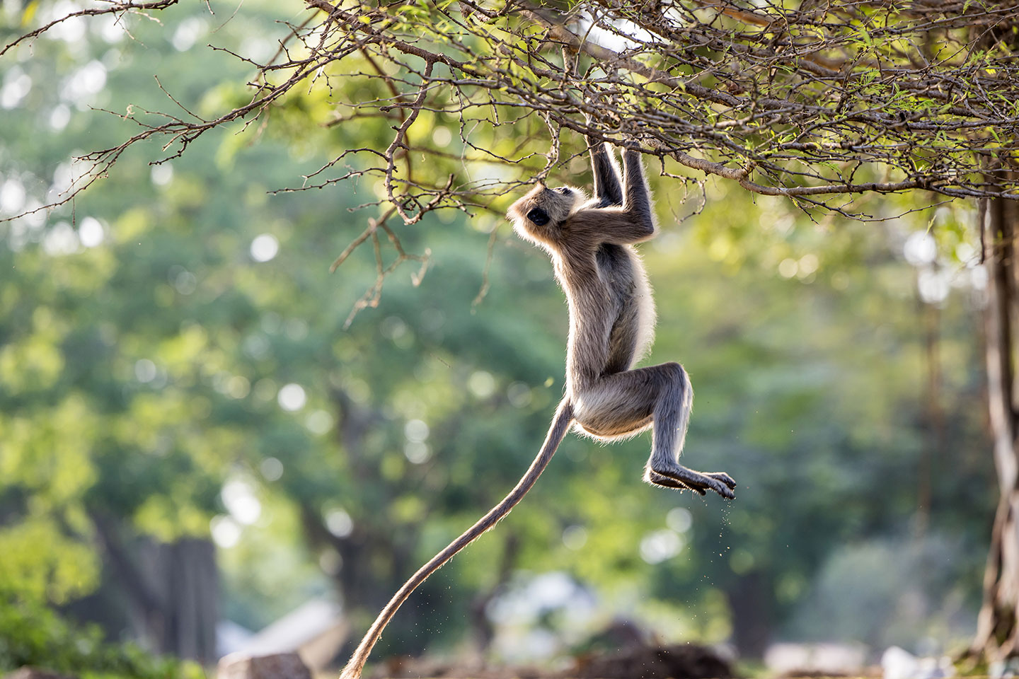 Anuradhapura, Sri Lanka Grey langur hanging on a branch in Anuradhapura, Sri Lanka