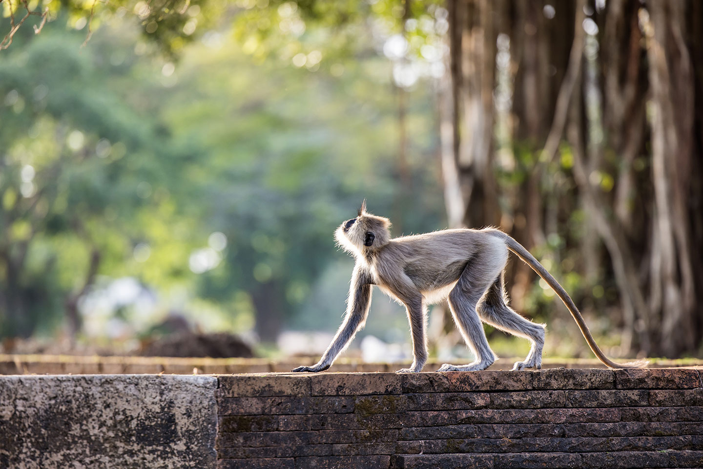 Anuradhapura, Sri Lanka Grey langur on temple ruins in Anuradhapura, Sri Lanka