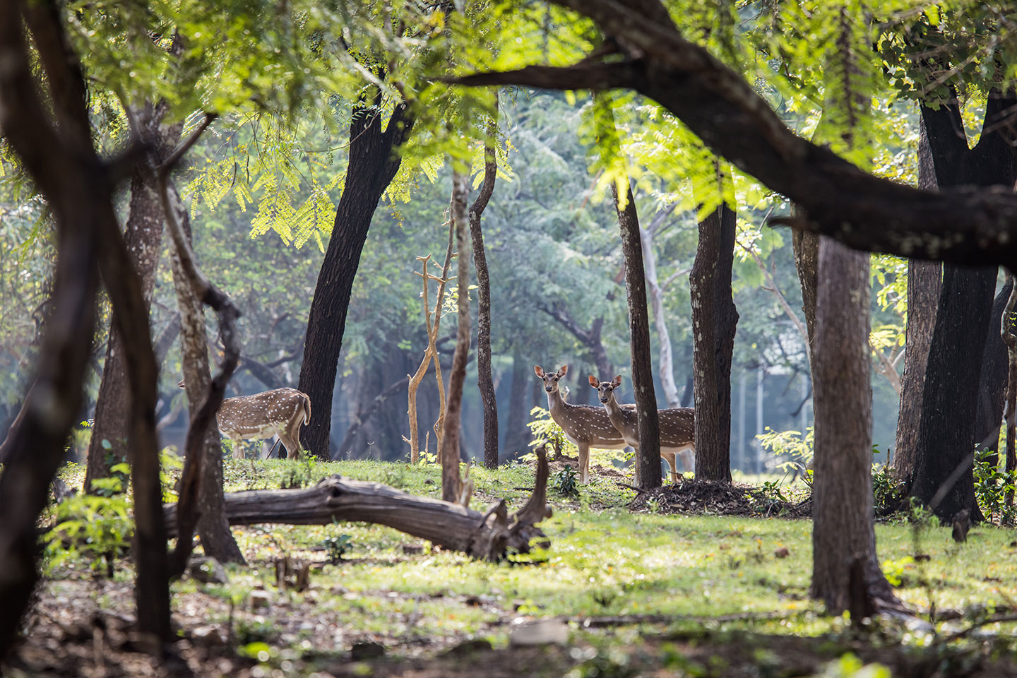 Polannaruwa, Sri Lanka Spotted deer in the forest of Polannaruwa, Sri Lanka