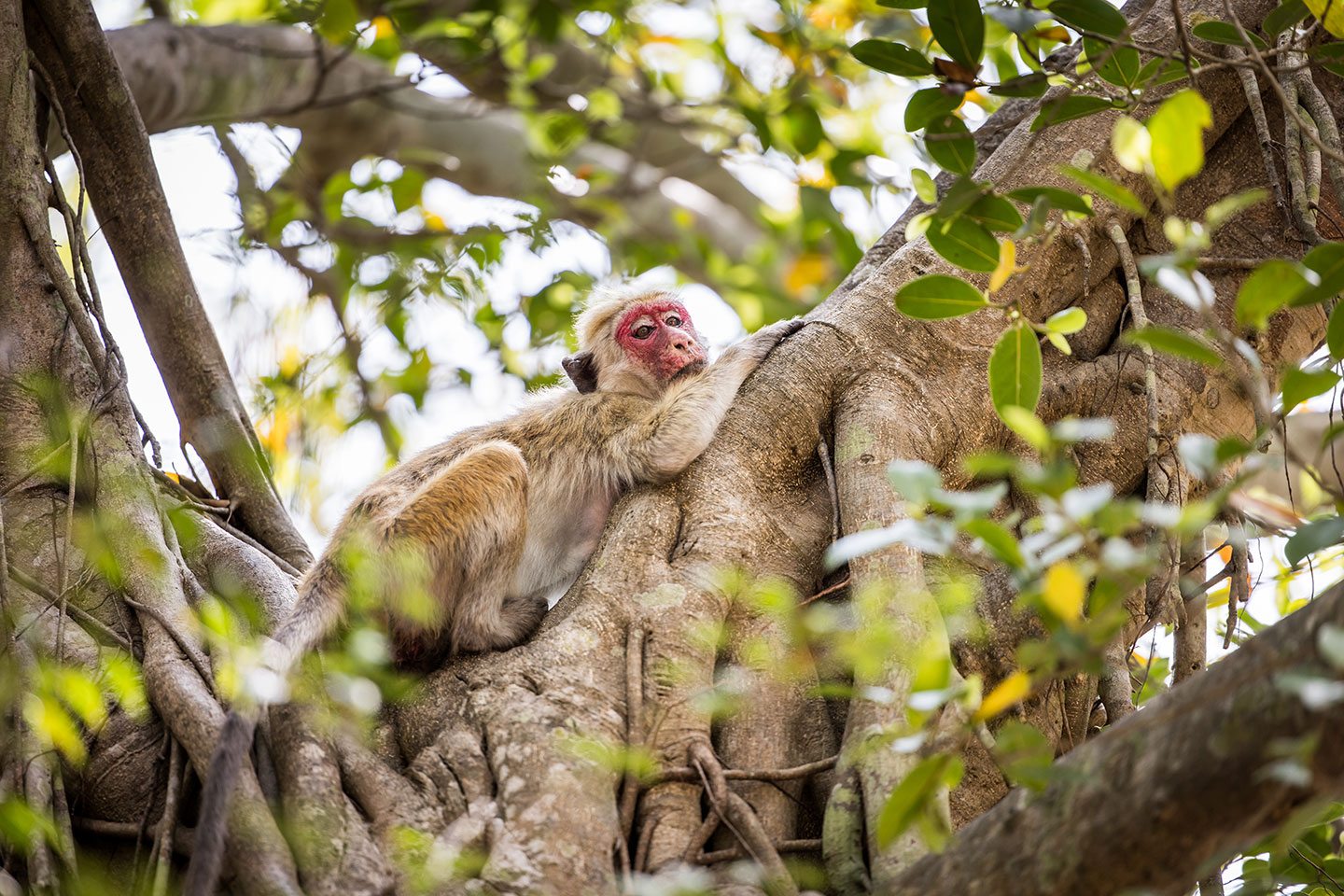 Polannaruwa, Sri Lanka Red faced toque macaque in a tree in Sri Lanka