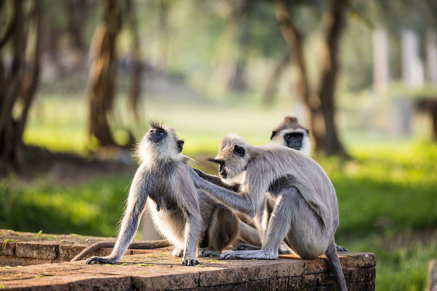 Anuradhapura, Sri Lanka Grey langurs in Anuradhapura, Sri Lanka