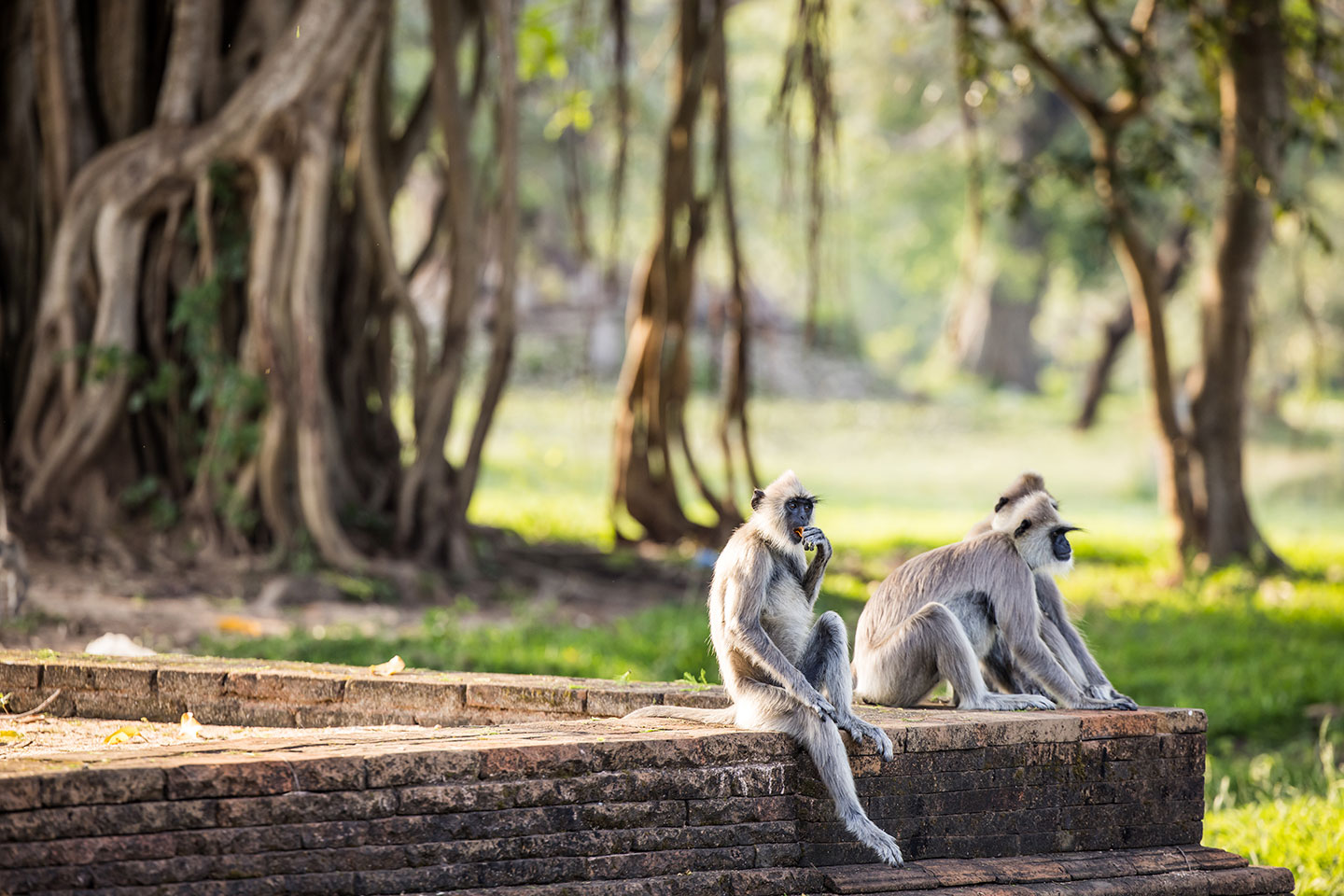 Anuradhapura, Sri Lanka Grey langurs eating in Anuradhapura, Sri Lanka