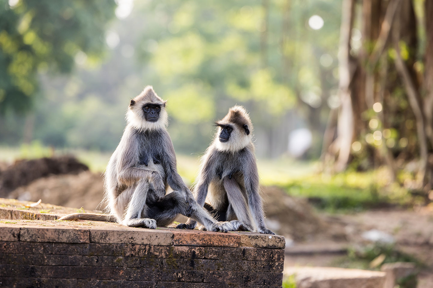 Anuradhapura, Sri Lanka Grey langurs on the ruins of temples in Anuradhapura, Sri Lanka