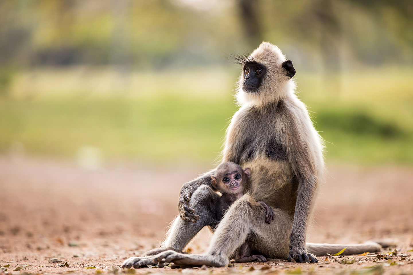Anuradhapura, Sri Lanka Grey langur mother with baby in Anuradhapura, Sri Lanka