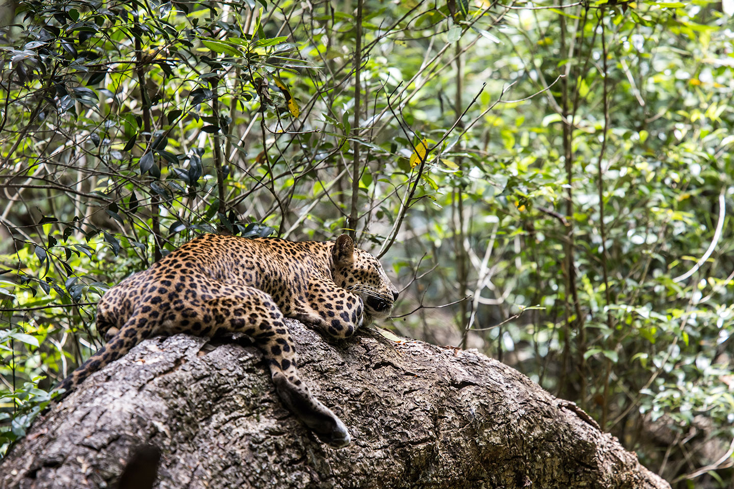 Wilpattu National Park, Sri Lanka Leopard sleeping on a branch in Wilpattu National Park, Sri Lanka
