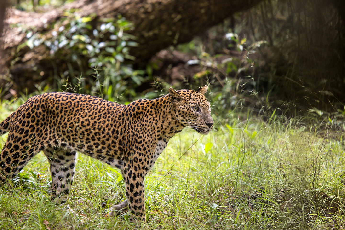 Wilpattu National Park, Sri Lanka Close-up of a leopard in Wilpattu National Park, Sri Lanka