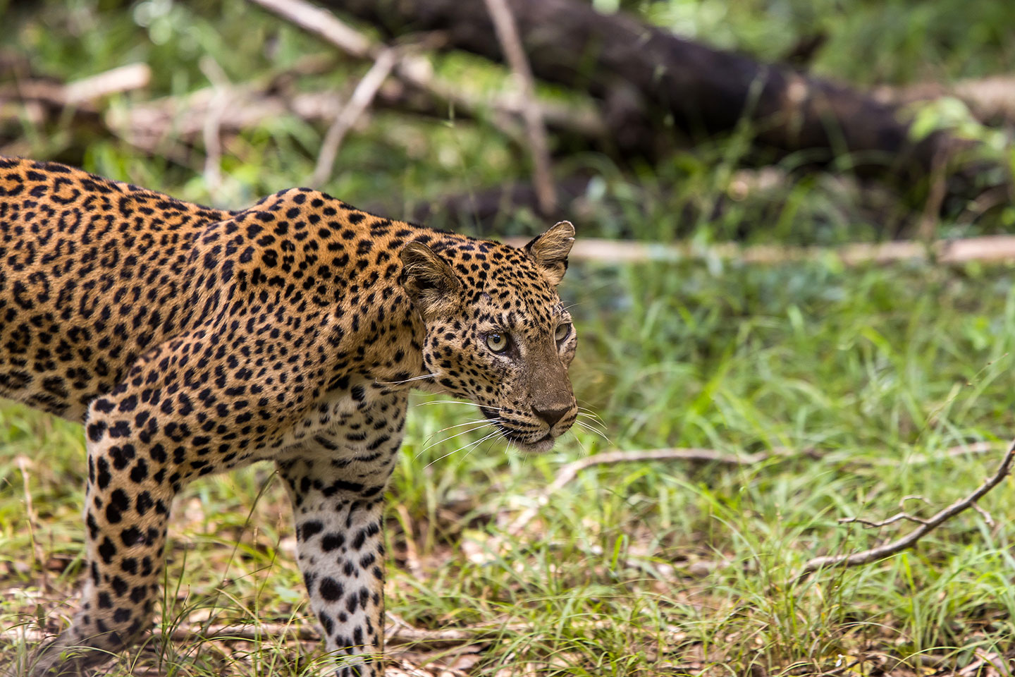 Wilpattu National Park, Sri Lanka Leopard hunting in Wilpattu National Park, Sri Lanka