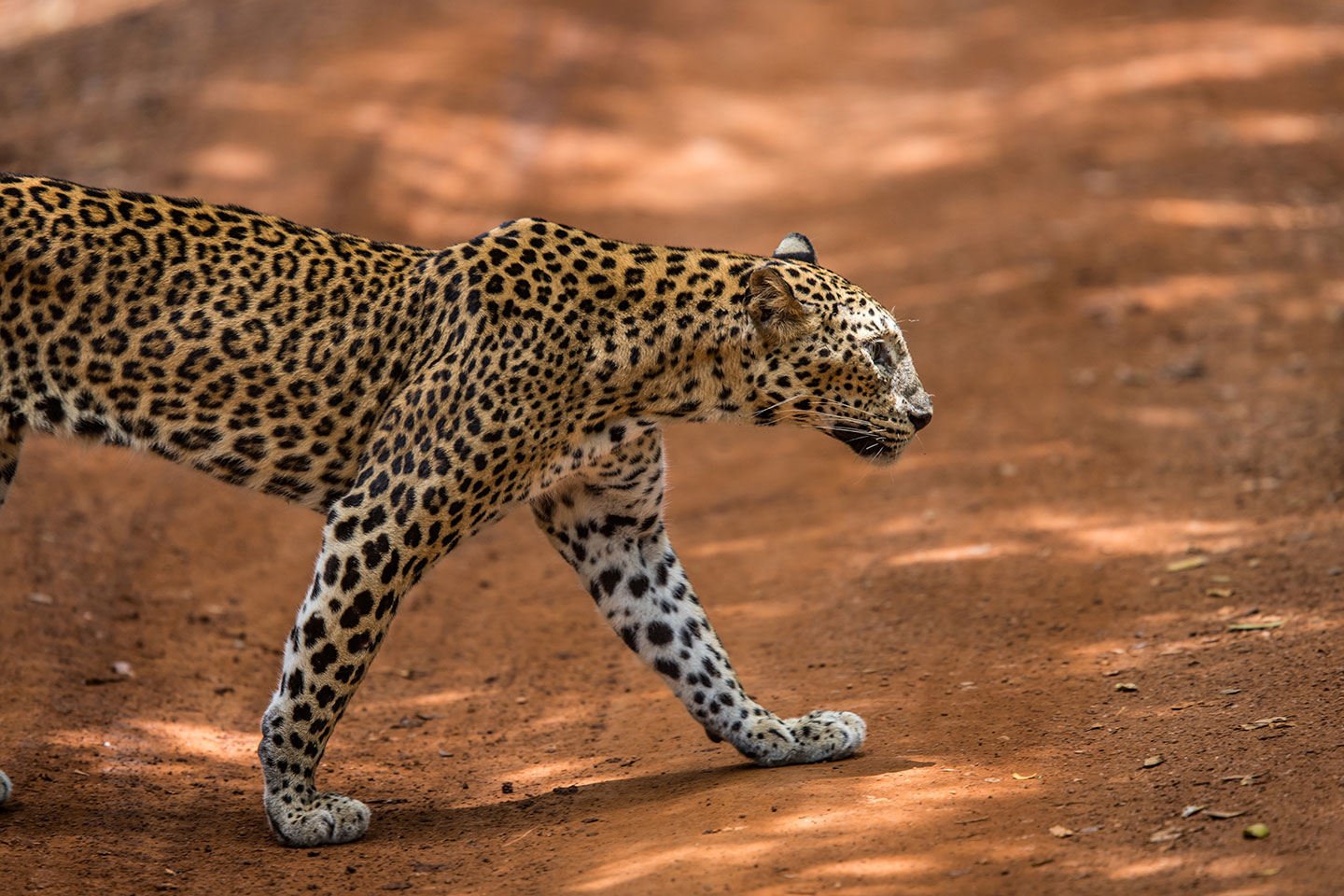 Wilpattu National Park, Sri Lanka Leopard crossing the road in Wilpattu National Park, Sri Lanka