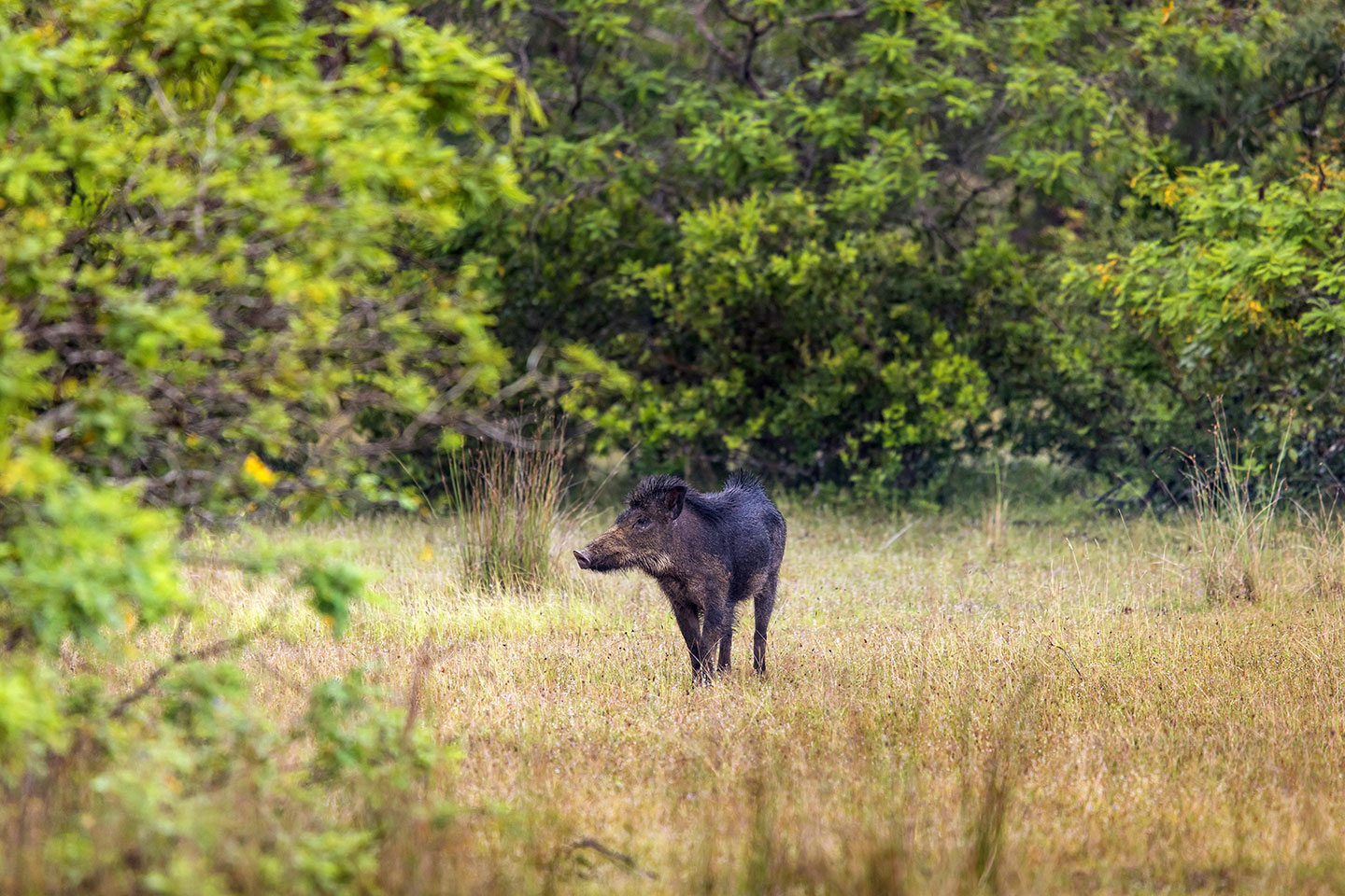 Wilpattu National Park, Sri Lanka Wild boar in Wilpattu National Park, Sri Lanka