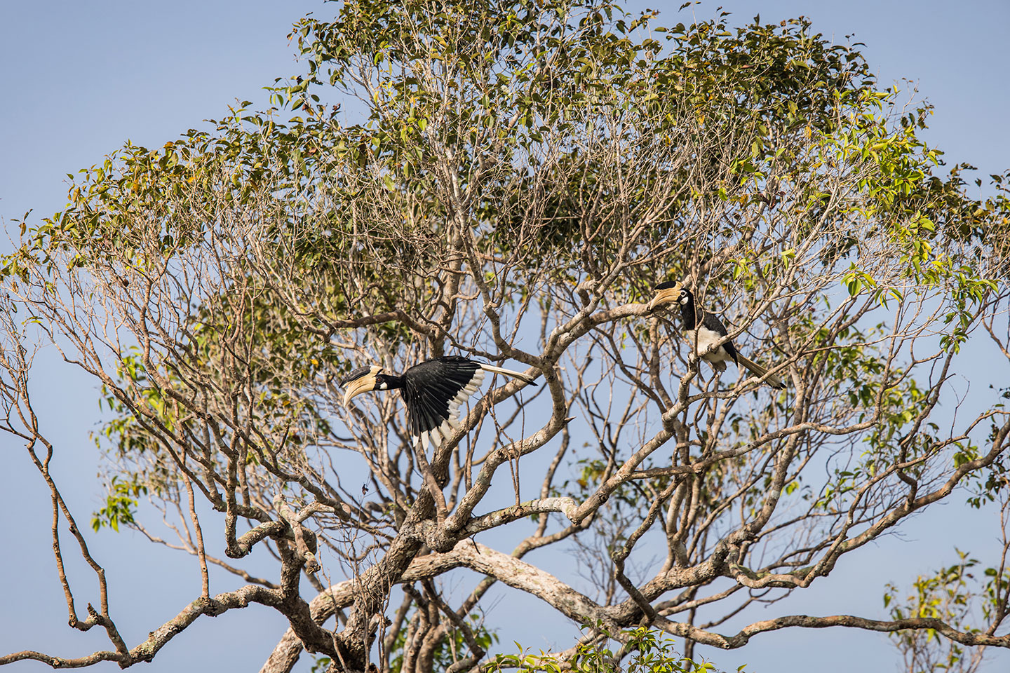 Wilpattu National Park, Sri Lanka Malabar pied hornbill flying in Wilpattu National Park, Sri Lanka