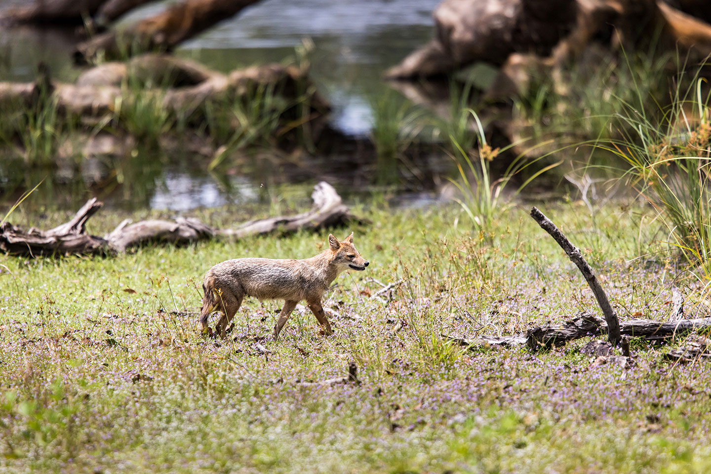 Wilpattu National Park, Sri Lanka Golden jackal in Wilpattu National Park, Sri Lanka