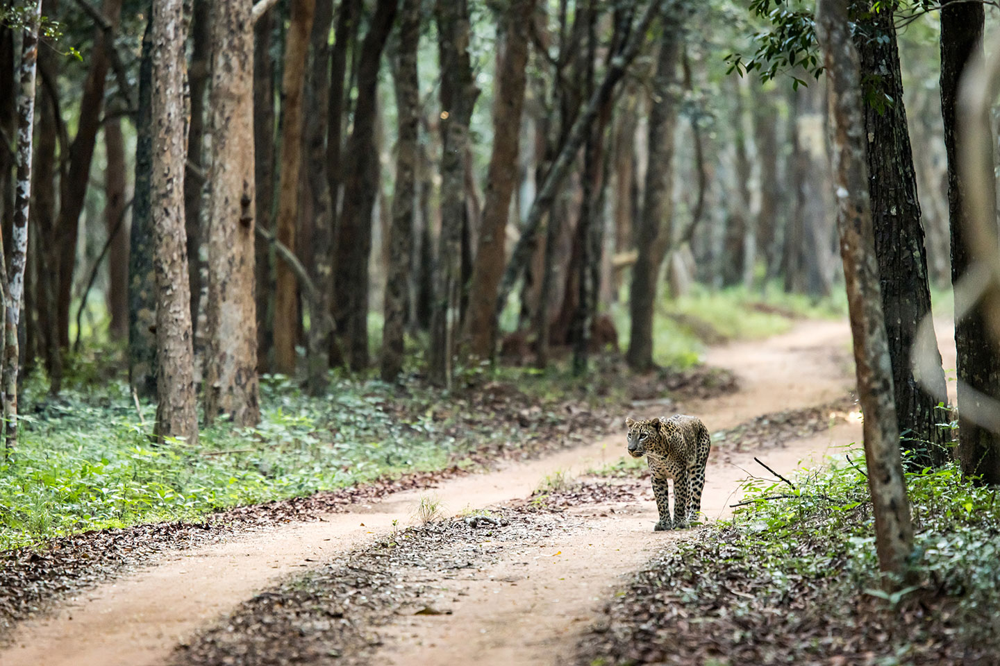 Wilpattu National Park, Sri Lanka Leopard walking along the road in Wilpattu National Park, Sri Lanka