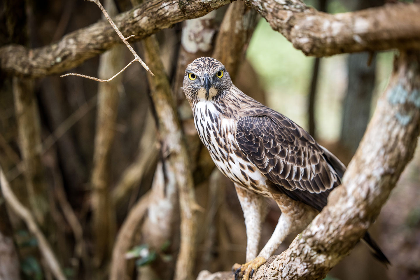 Wilpattu National Park, Sri Lanka Close-up of a crested hawk eagle in Wilpattu National Park, Sri Lanka