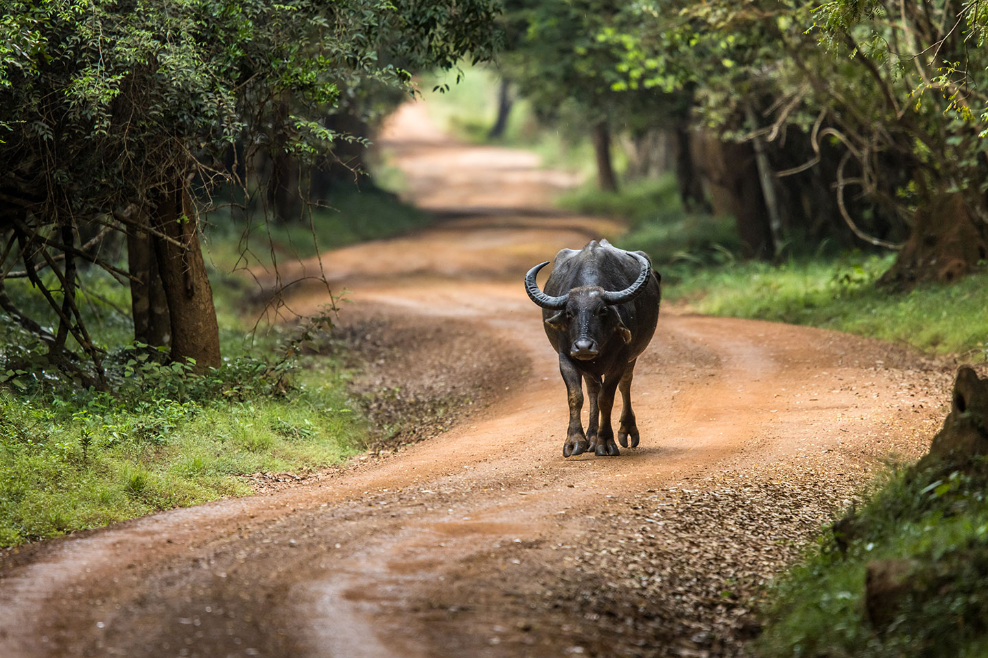 Wilpattu National Park, Sri Lanka Water buffalo walking along the road of Wilpattu National Park, Sri Lanka