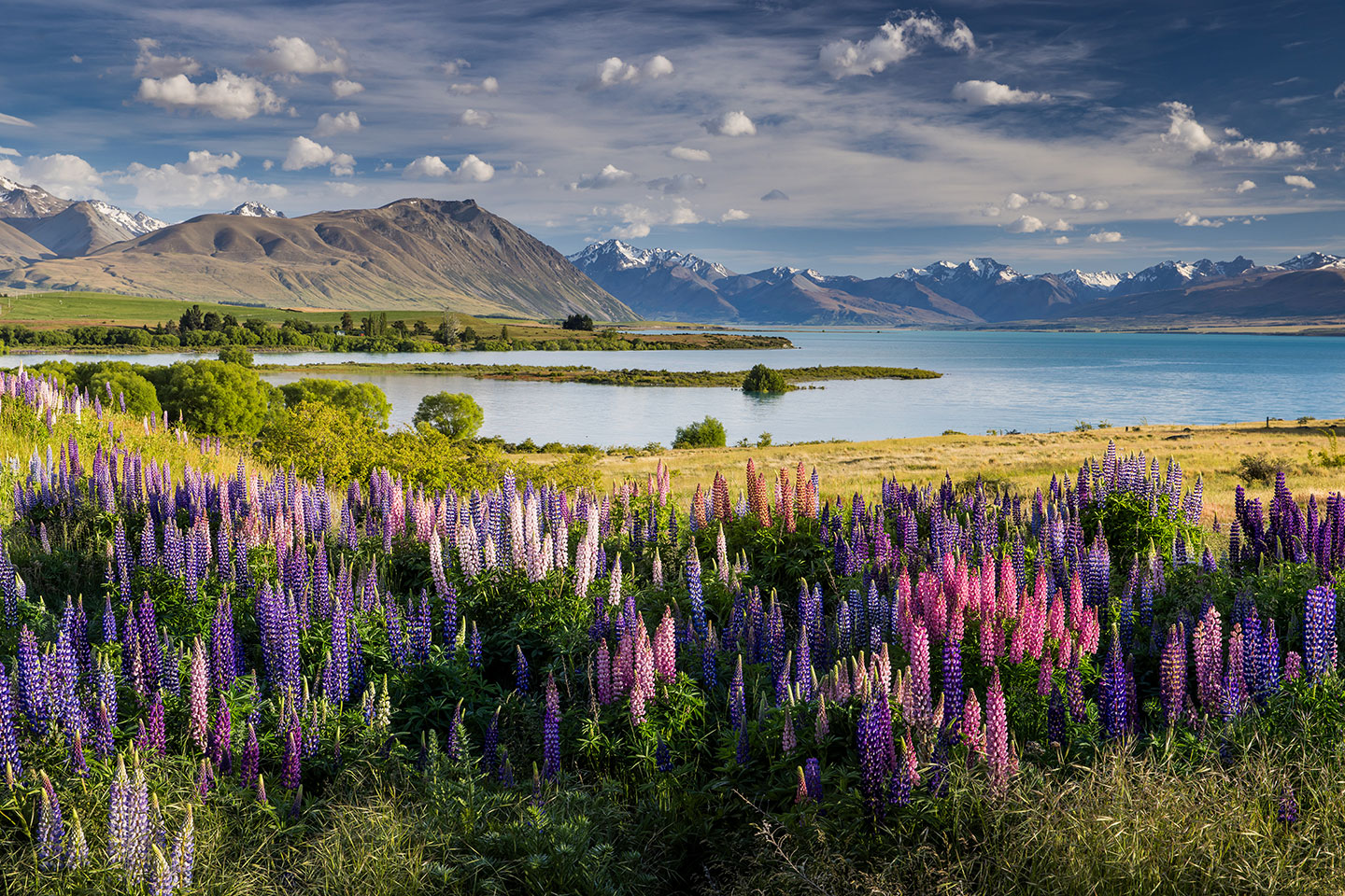 Lake Tekapo Lupine flowers in full bloom near Lake Tekapo, New Zealand