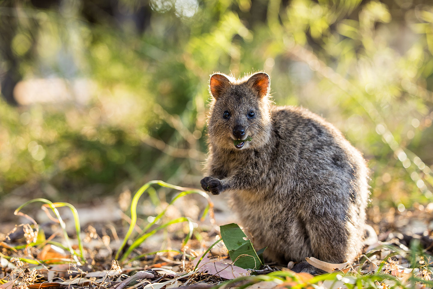 Quokka smiling on Rottnest Island, Western Australia