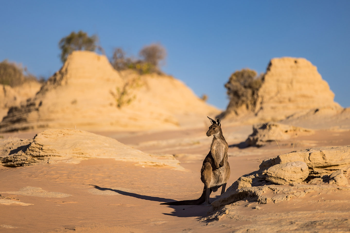 Kangaroo in Mungo National Park