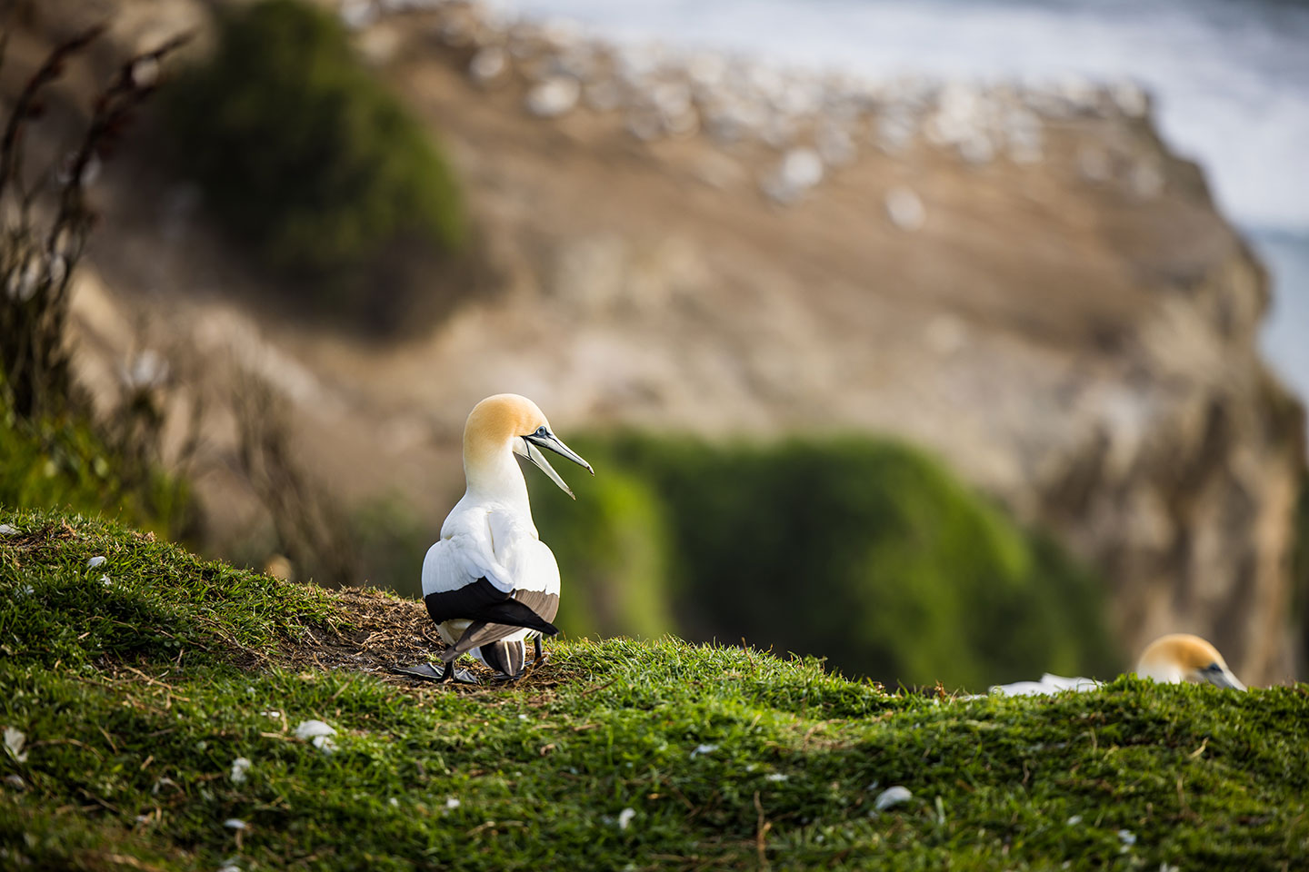 Muriwai, New Zealand Gannet on a cliff at Muriway, New Zealand