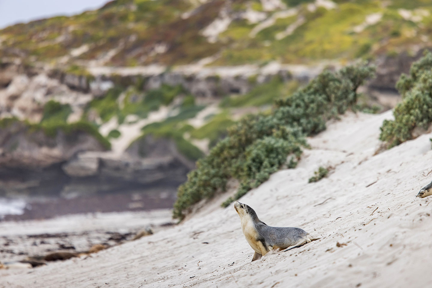 Australian sea lion on the beach at Seal Bay, Kangaroo Island