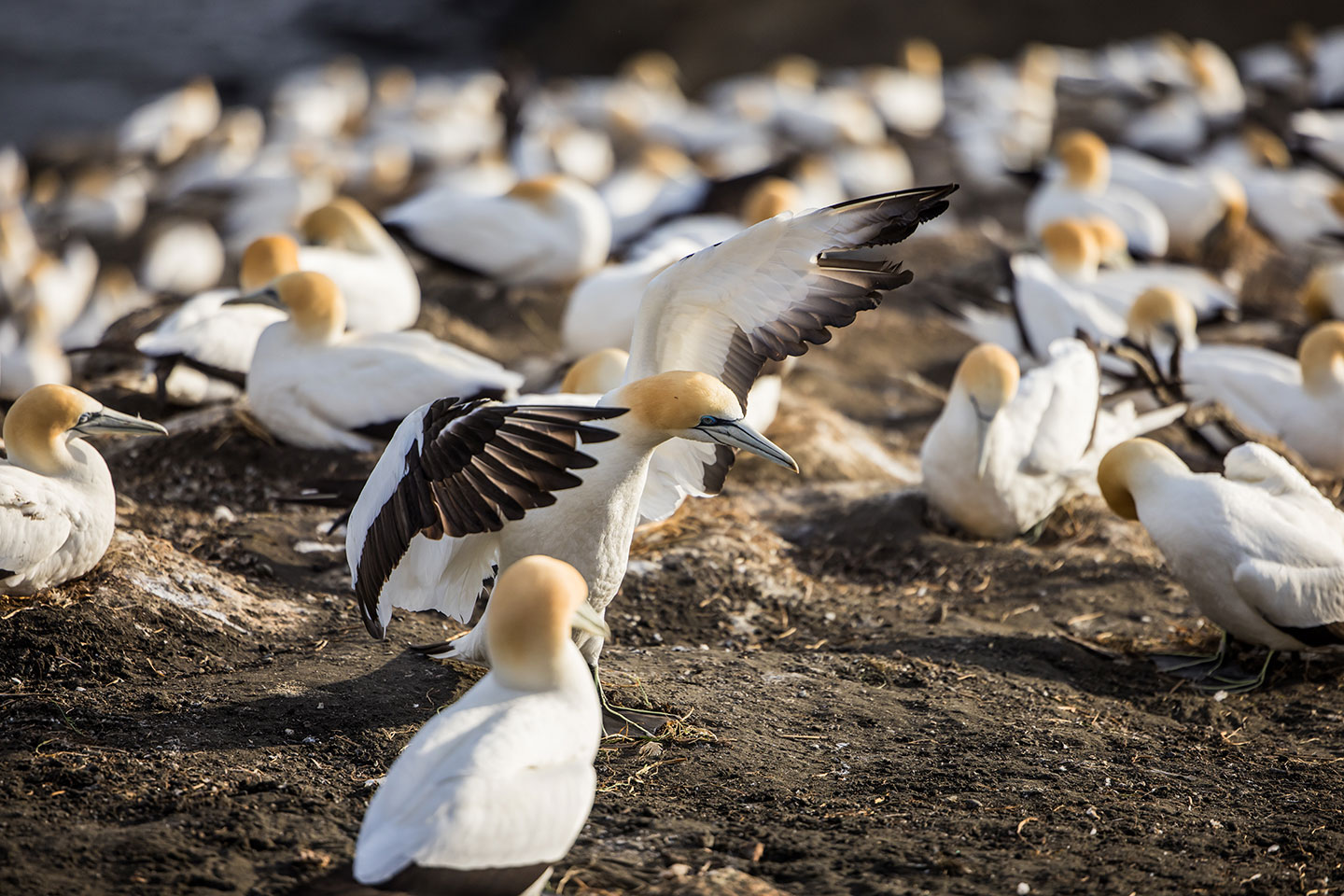 Muriwai, New Zealand Cannet colony of Muriwai, New Zealand