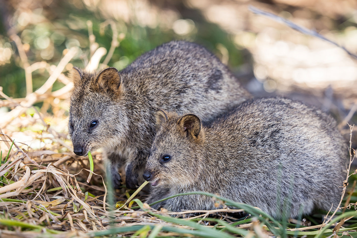 Quokka mother and baby feeding from the forest floor on Rottnest Island