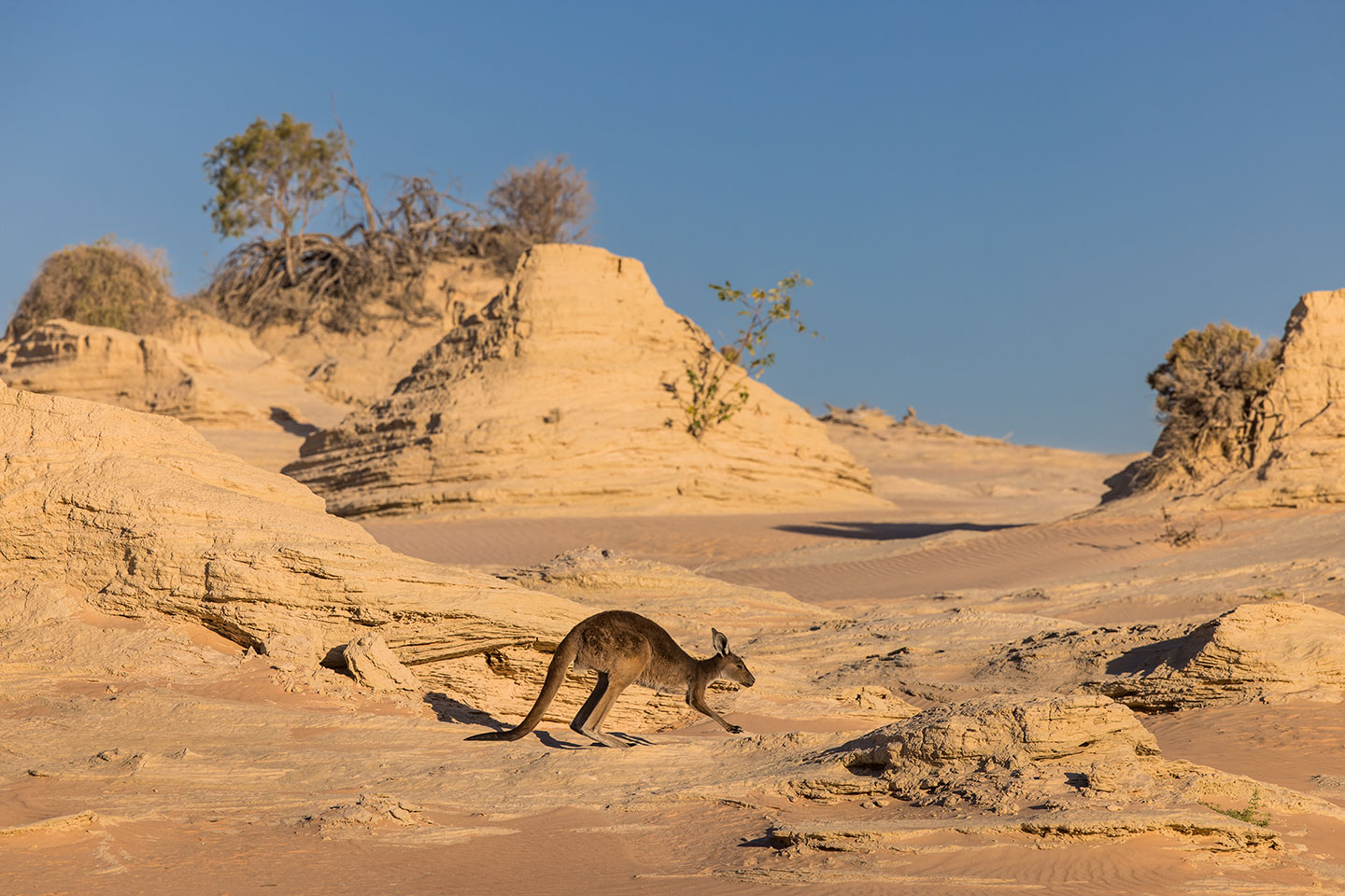 Kangaroo hopping through the Walls of China in Mungo, Australia
