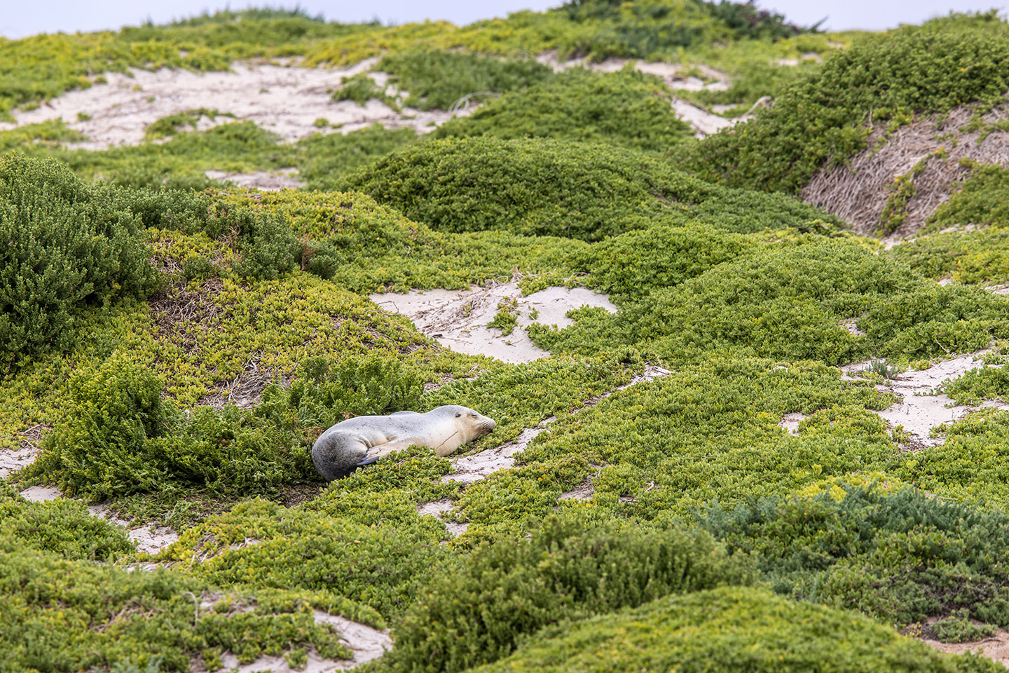 Australian sea lion sleeping in the dunes at Seal Bay, Kangaroo Island