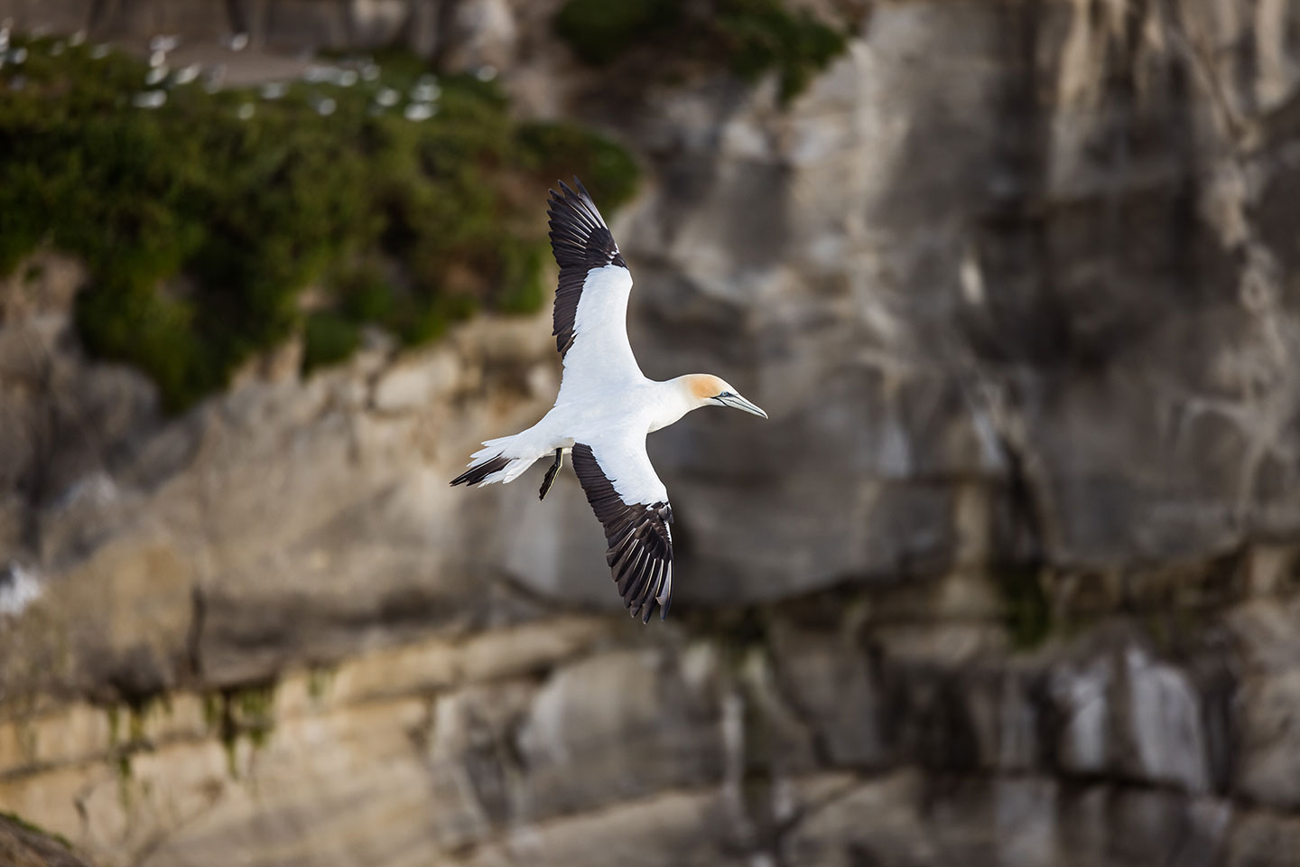 Muriwai, New Zealand Gannet flying along the cliffs of Muriwai, New Zealand
