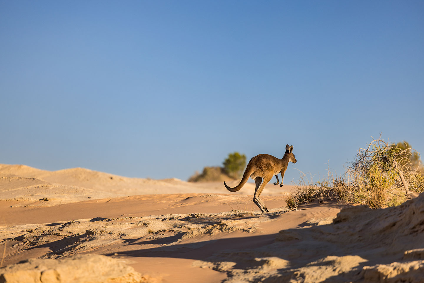 Kangaroo hopping in the outback