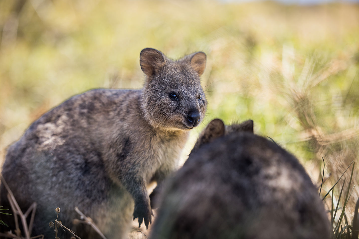 Quokka with a grin on its face
