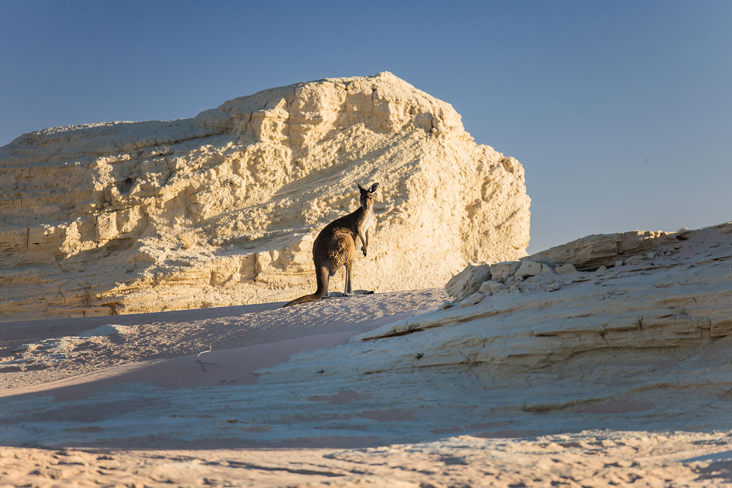 Kangaroo in Mungo's National Park