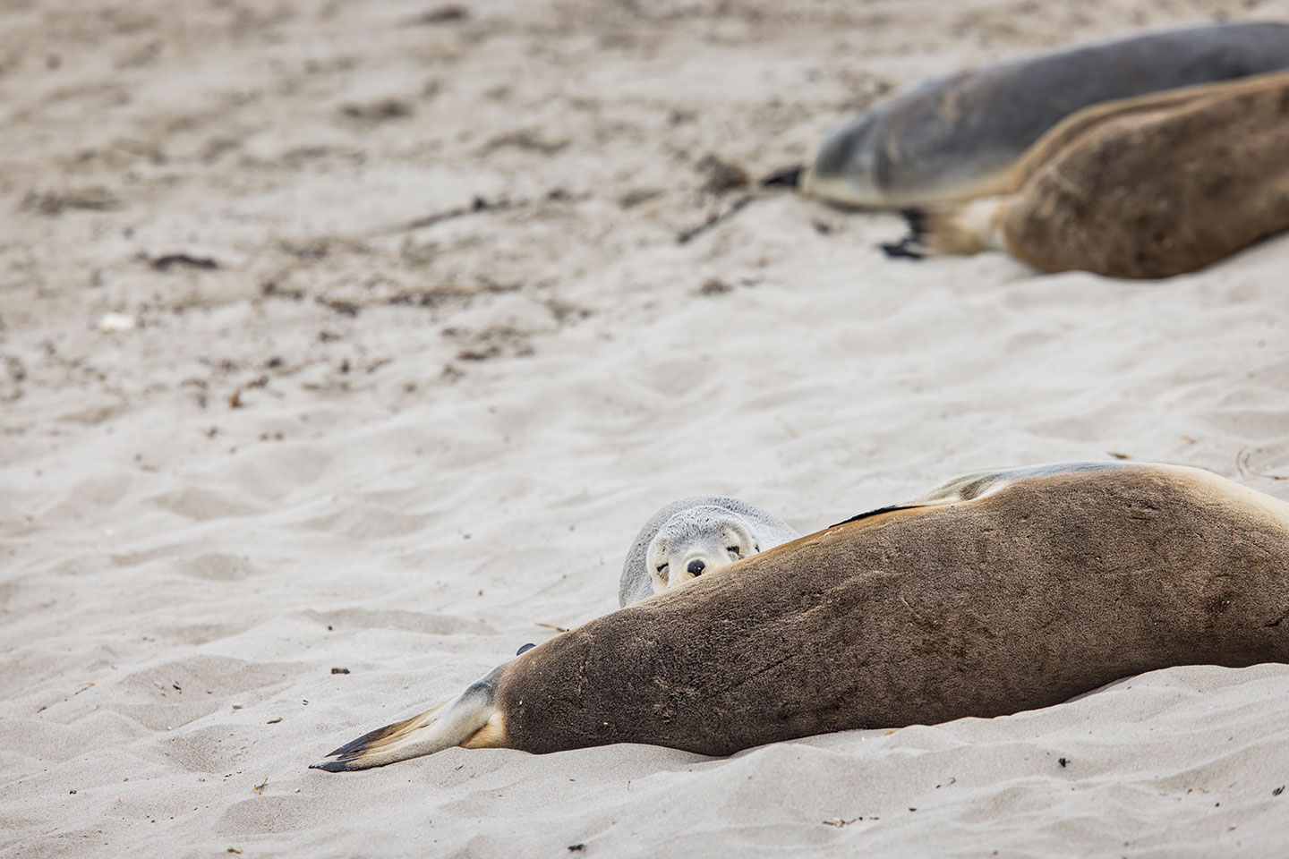 Sea lion pup drinking