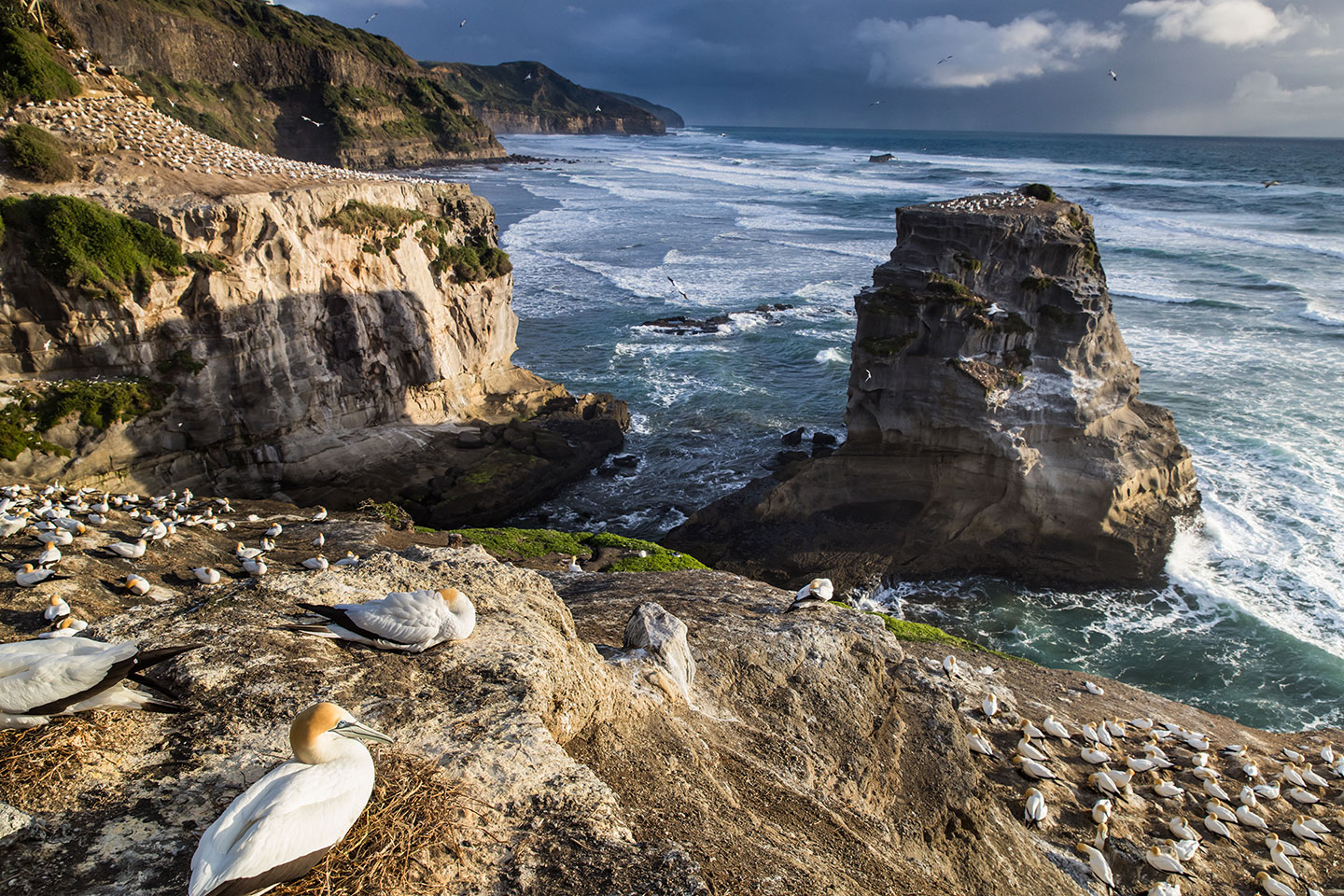 Muriwai, New Zealand Sunset over the gannet colony at Muriwai, New Zealand