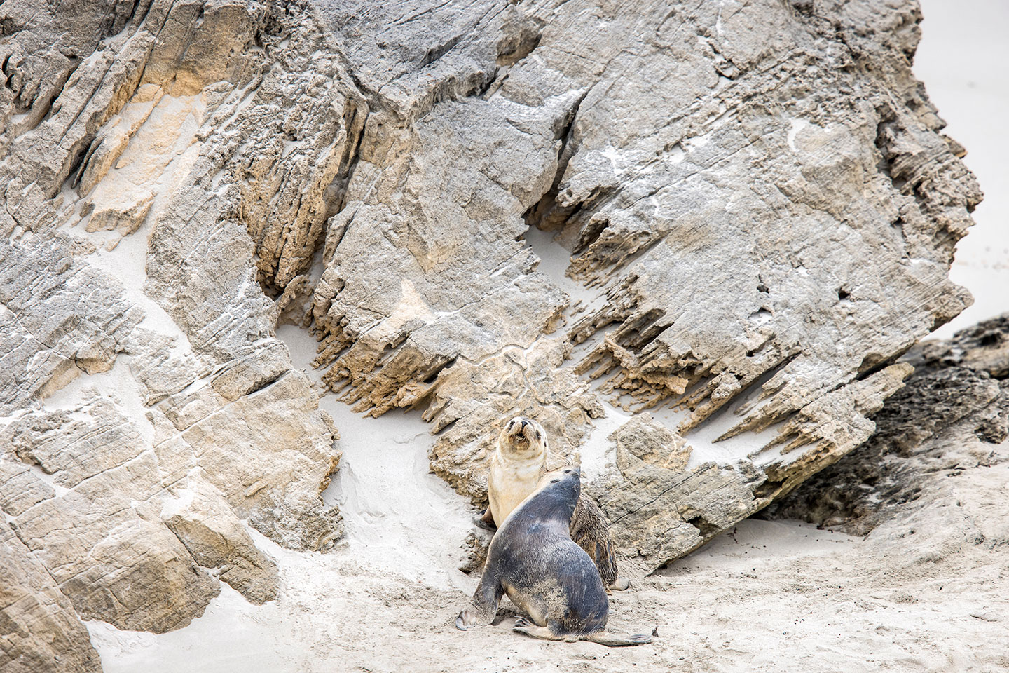 Sea lion pups at Seal Bay, Kangaroo Island