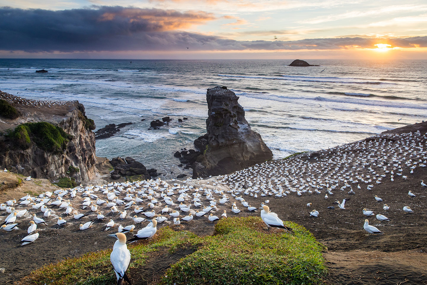 Muriwai, New Zealand Sunset over the gannet colony near Muriwai, New Zealand