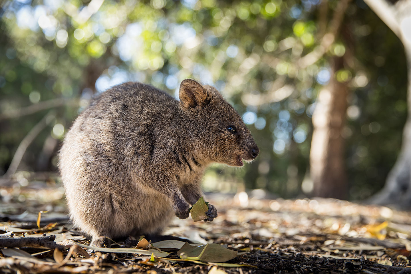 Quokka feeding on leaves in the forest on Rottnest Island